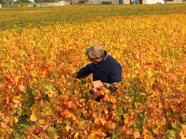 Oleg Vidov in a vineyard